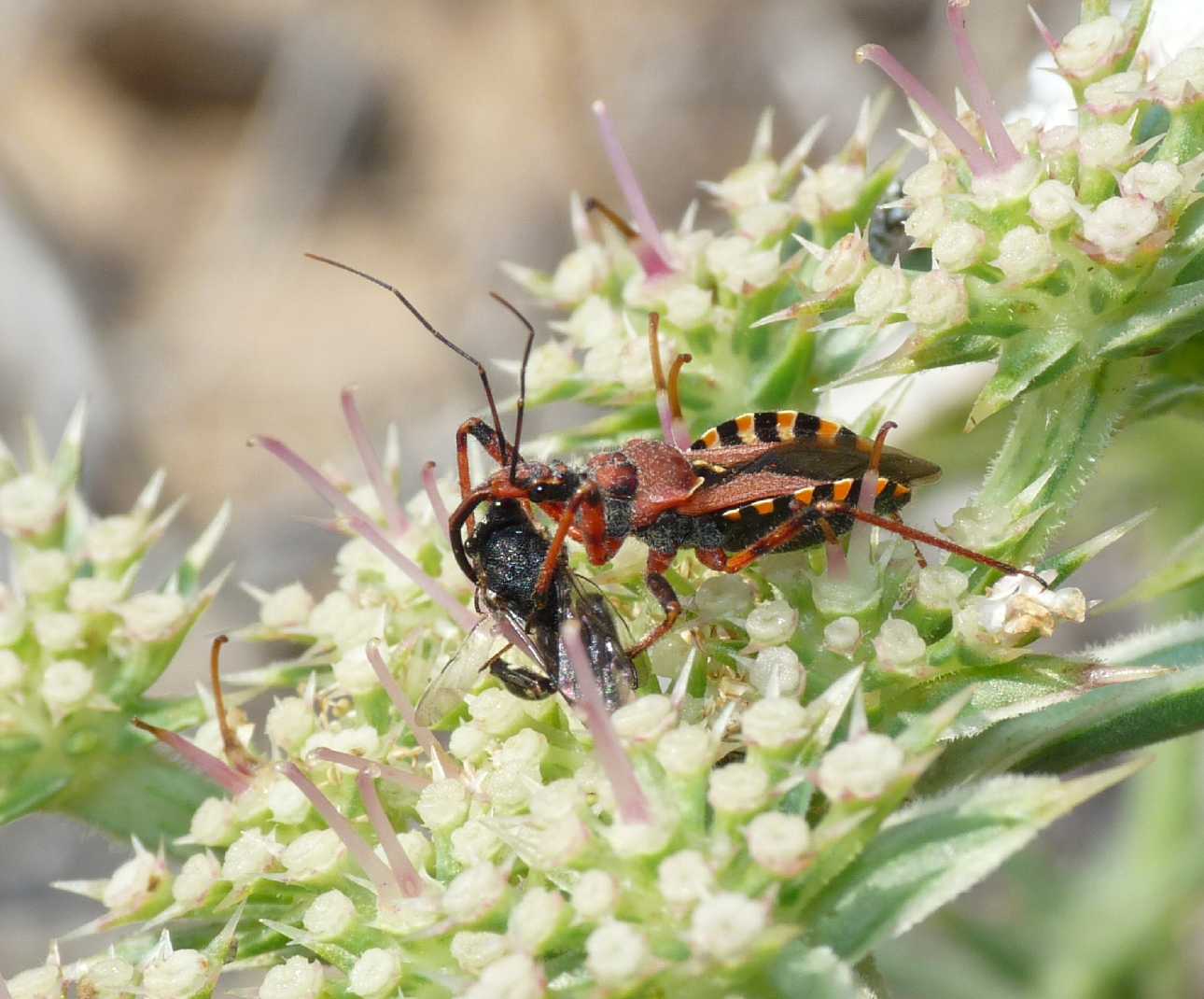 Rhynocoris erhytropus con preda